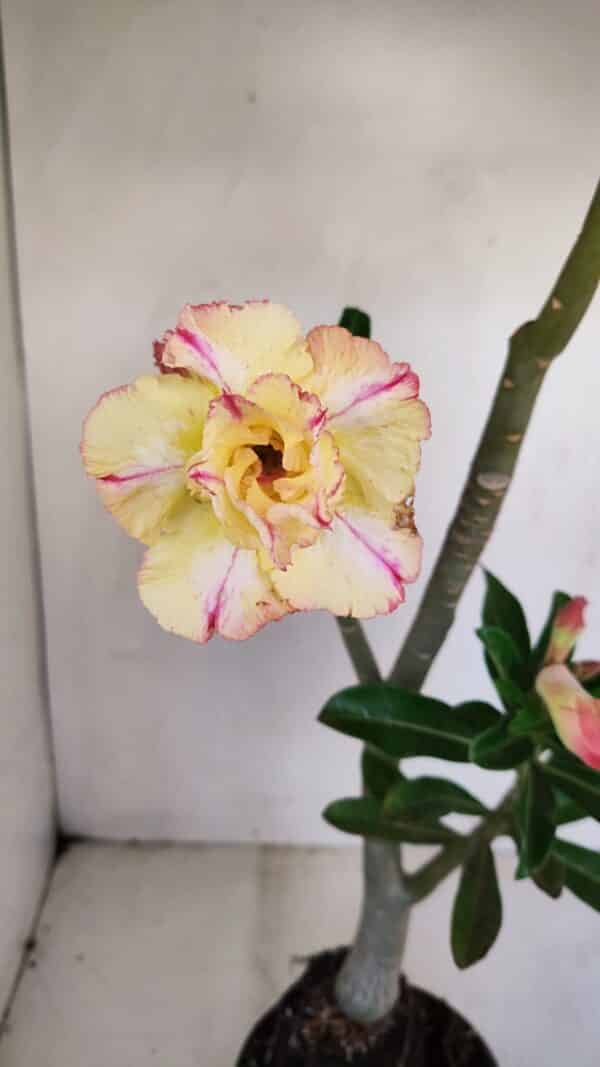 Planta Dobrada 3408 – 35cm – 03 anos - Imagem 1