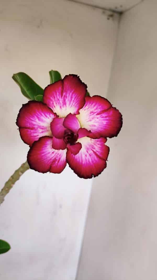 Planta Dobrada 3409 – 35cm – 03 anos - Imagem 1