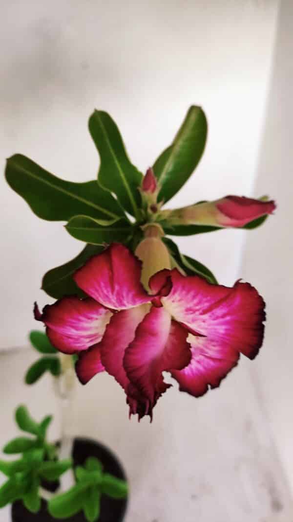 Planta Dobrada 3409 – 35cm – 03 anos - Imagem 4