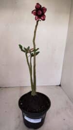 Planta Dobrada 3410 – 35cm – 03 anos - Imagem 2
