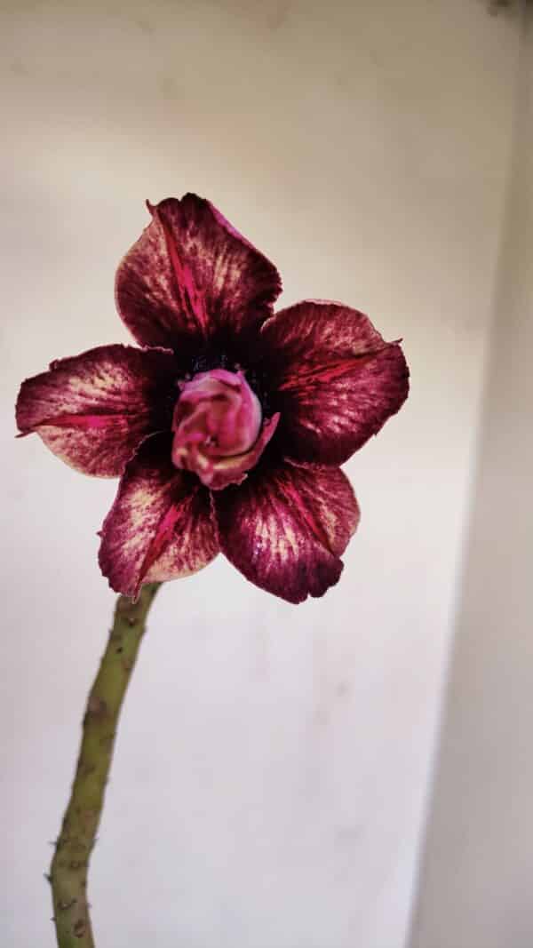 Planta Dobrada 3410 – 35cm – 03 anos - Imagem 1