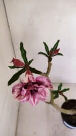 Planta Dobrada 3411 – 35cm – 03 anos - Imagem 4