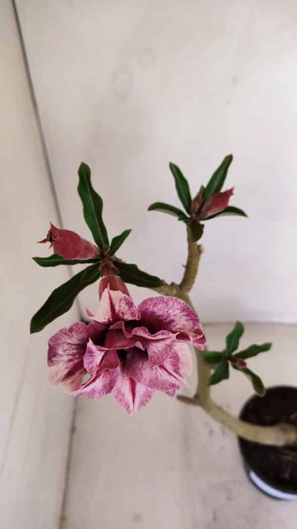 Planta Dobrada 3411 – 35cm – 03 anos - Imagem 4