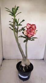 Planta Dobrada 3412 – 35cm – 03 anos - Imagem 2