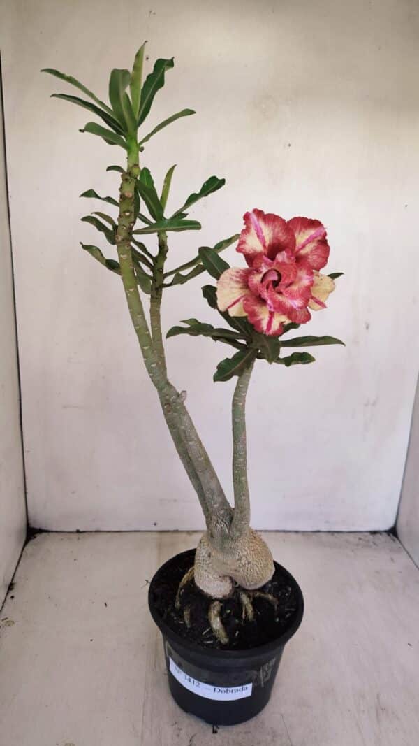 Planta Dobrada 3412 – 35cm – 03 anos - Imagem 2
