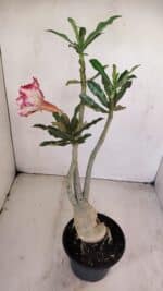 Planta Dobrada 3412 – 35cm – 03 anos - Imagem 4