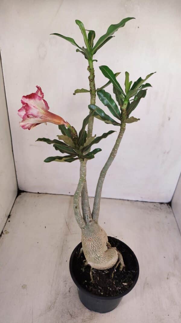 Planta Dobrada 3412 – 35cm – 03 anos - Imagem 4