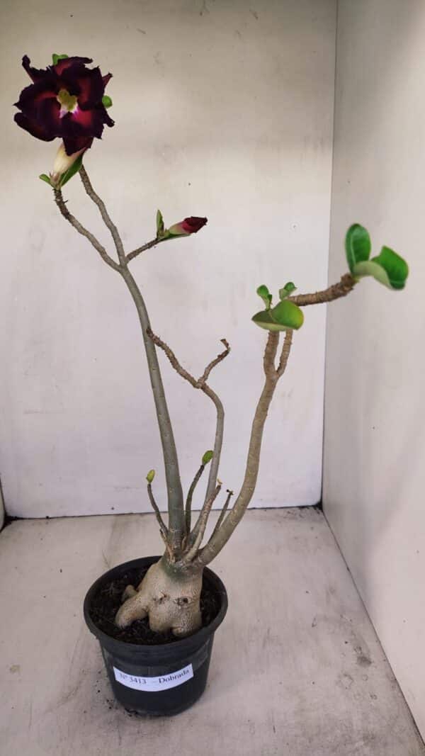Planta Dobrada 3413 – 40cm – 04 anos - Imagem 1