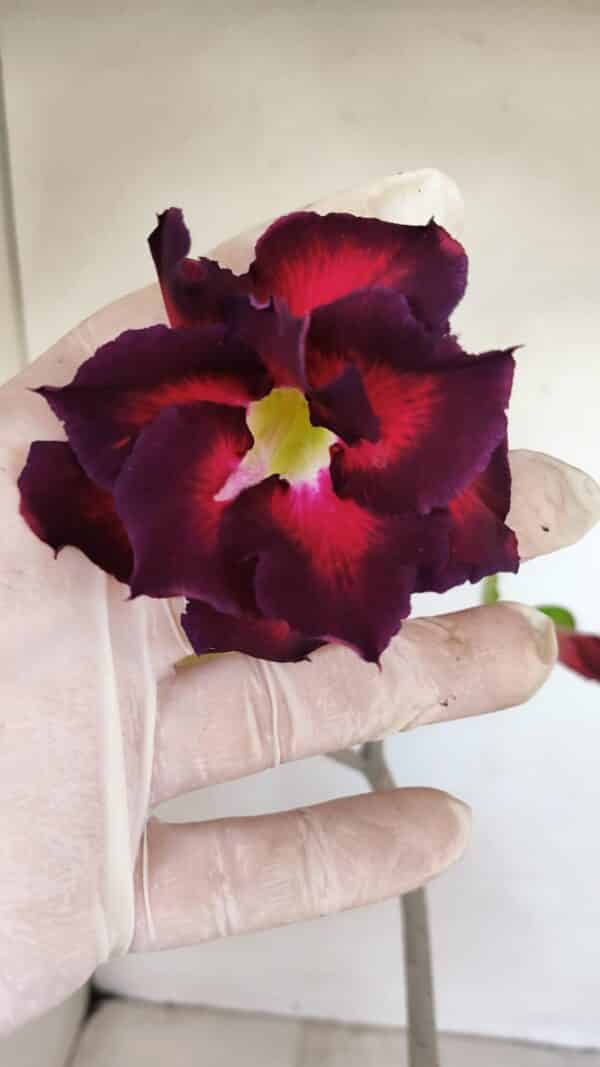 Planta Dobrada 3413 – 40cm – 04 anos - Imagem 3