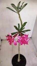 Planta Dobrada 3414 – 35cm – 03 anos - Imagem 6
