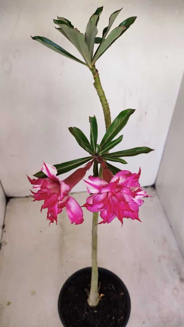 Planta Dobrada 3414 – 35cm – 03 anos - Imagem 6