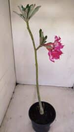 Planta Dobrada 3414 – 35cm – 03 anos - Imagem 7