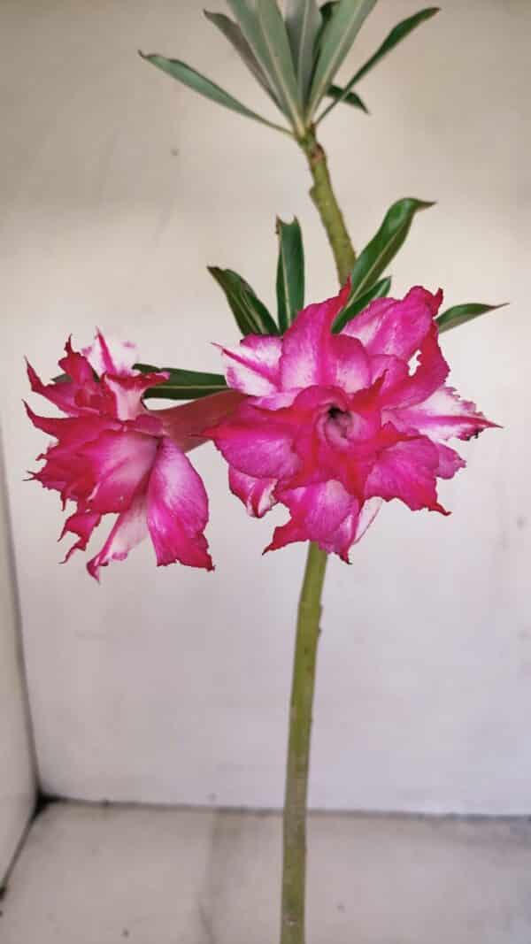 Planta Dobrada 3414 – 35cm – 03 anos - Imagem 1