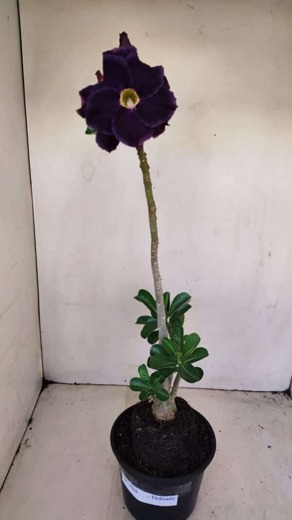 Planta Dobrada 3416 – 35cm – 03 anos - Imagem 2