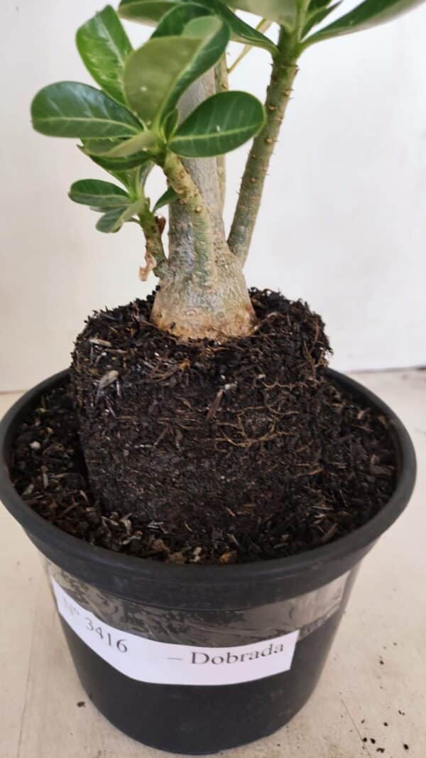 Planta Dobrada 3416 – 35cm – 03 anos - Imagem 7