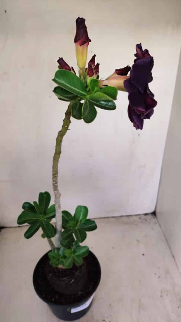Planta Dobrada 3416 – 35cm – 03 anos - Imagem 5