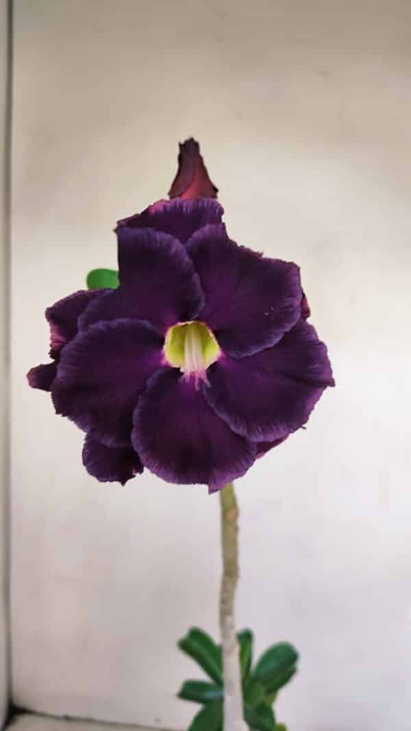 Planta Dobrada 3416 – 35cm – 03 anos - Imagem 1