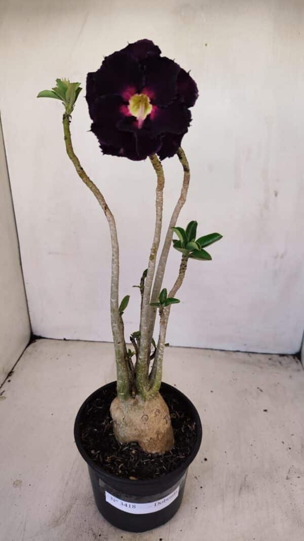 Planta Dobrada 3418 – 40cm – 04 anos - Imagem 1