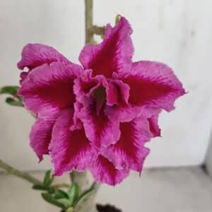Planta Dobrada 3419 – 35cm – 03 anos
