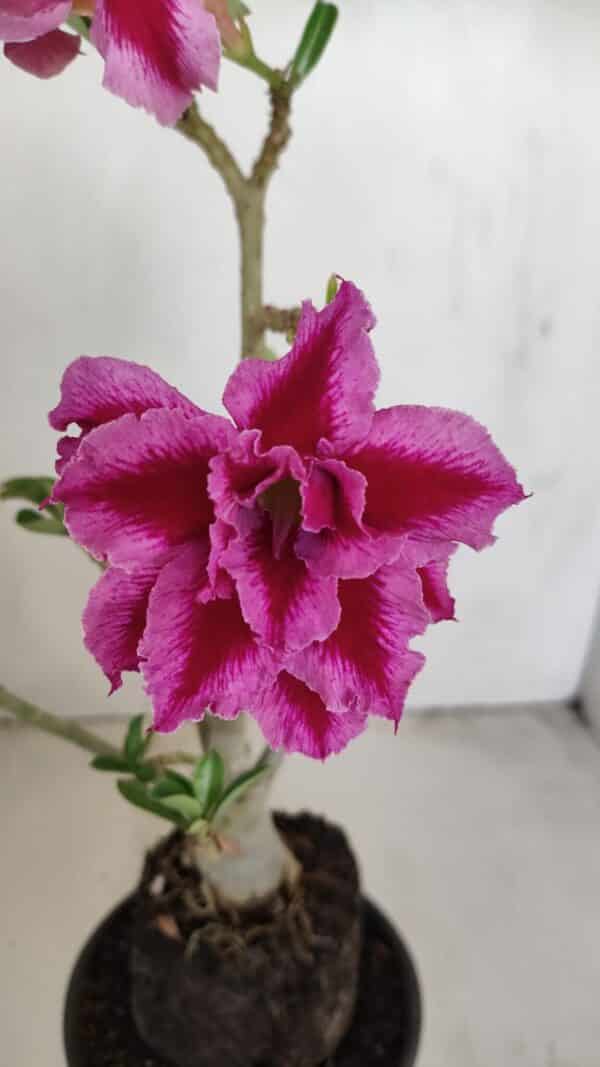 Planta Dobrada 3419 – 35cm – 03 anos - Imagem 1