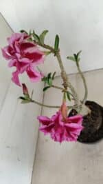 Planta Dobrada 3419 – 35cm – 03 anos - Imagem 4