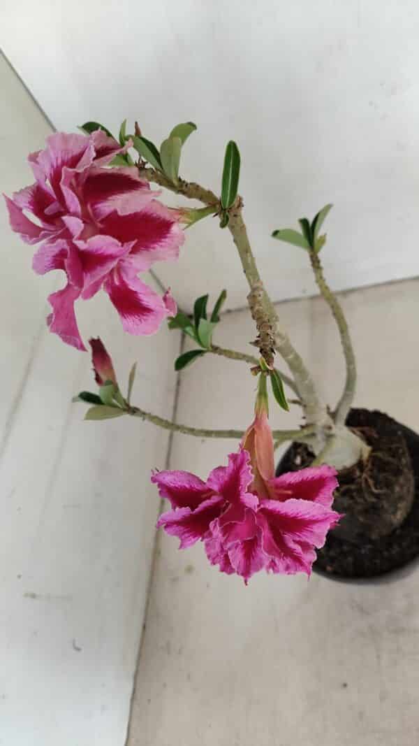 Planta Dobrada 3419 – 35cm – 03 anos - Imagem 4