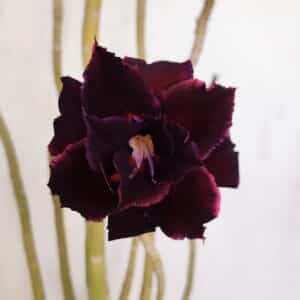 Planta Dobrada 3420 – 40cm – 03 anos
