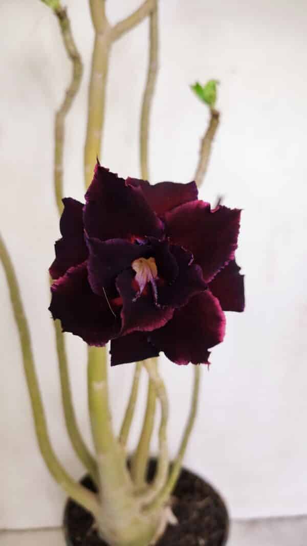 Planta Dobrada 3420 – 40cm – 03 anos - Imagem 1