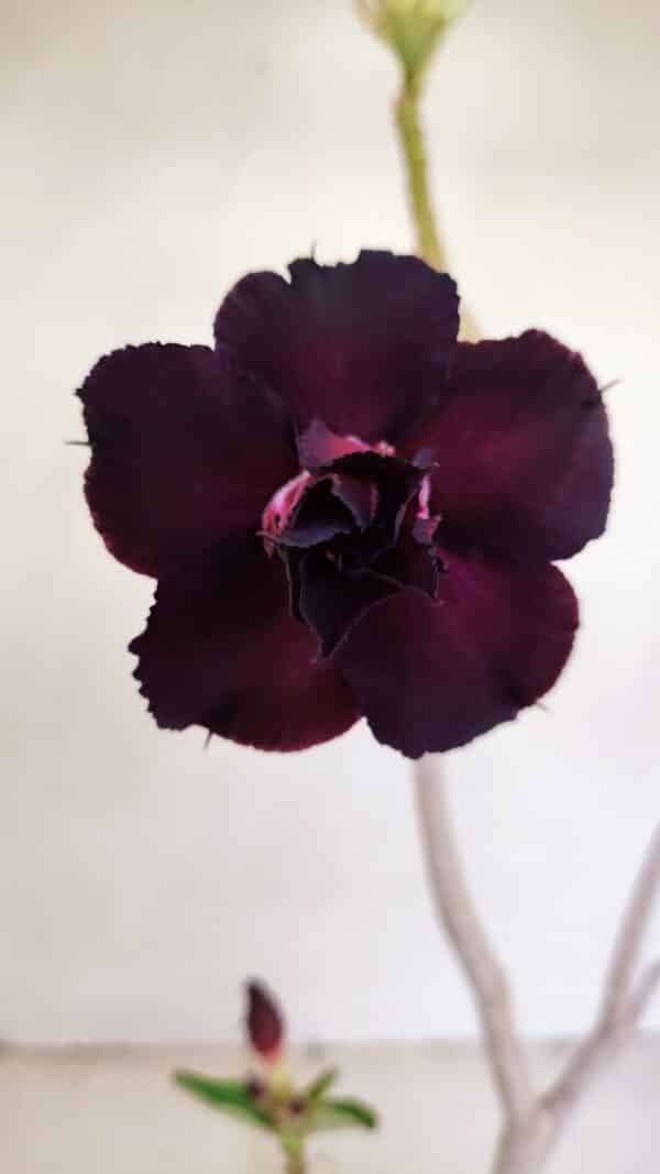Planta Dobrada 3422 – 35cm – 03 anos - Imagem 6