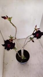 Planta Dobrada 3422 – 35cm – 03 anos - Imagem 5