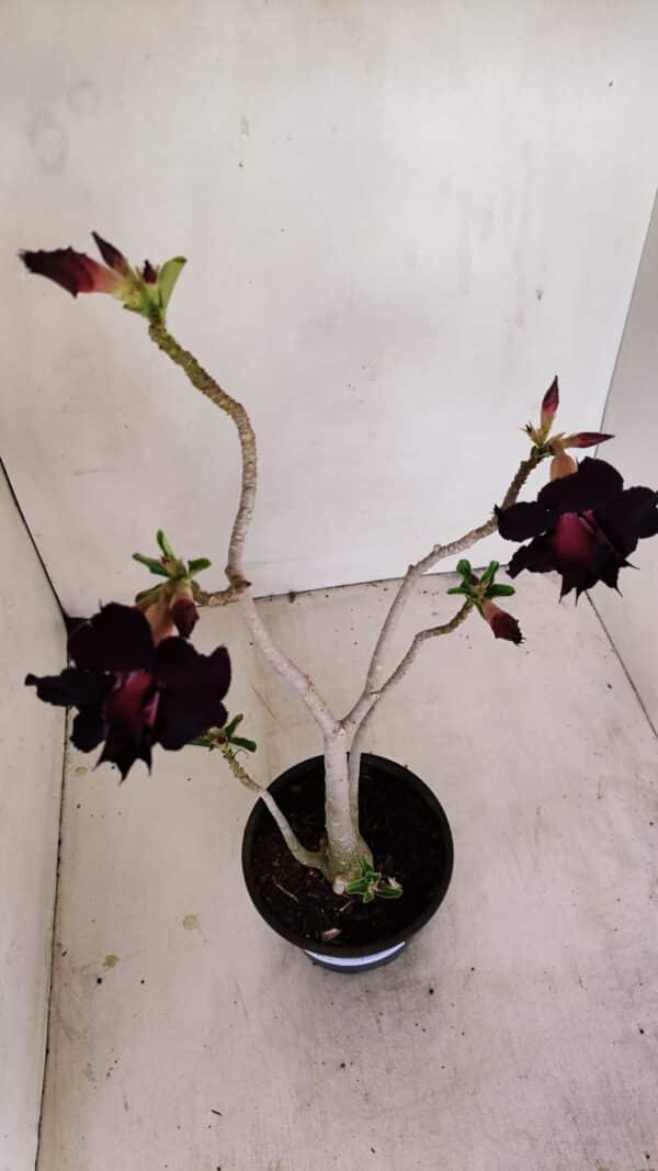 Planta Dobrada 3422 – 35cm – 03 anos - Imagem 5