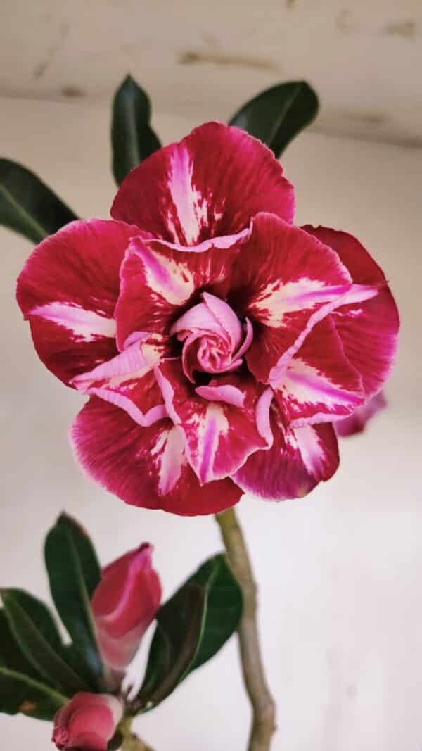 Planta Dobrada 3423 – 40cm – 03 anos - Imagem 1