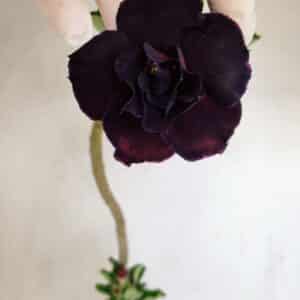 Planta Dobrada 3424 – 35cm – 03 anos