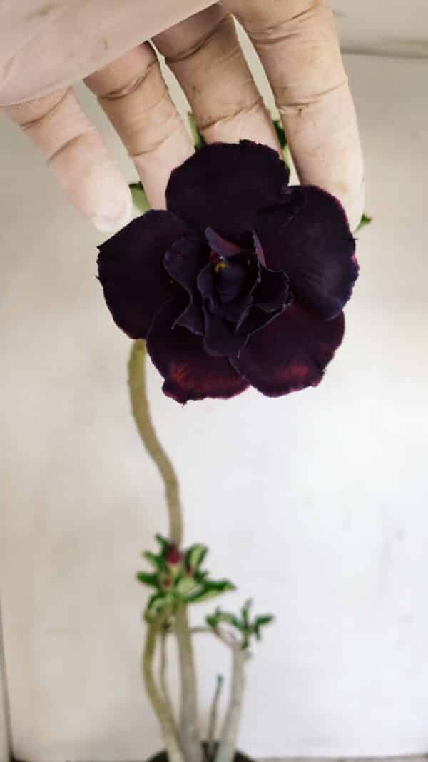 Planta Dobrada 3424 – 35cm – 03 anos - Imagem 1