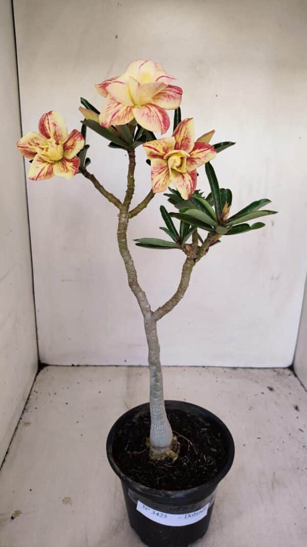 Planta Dobrada 3425 – 35cm – 03 anos - Imagem 1