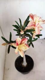 Planta Dobrada 3425 – 35cm – 03 anos - Imagem 4