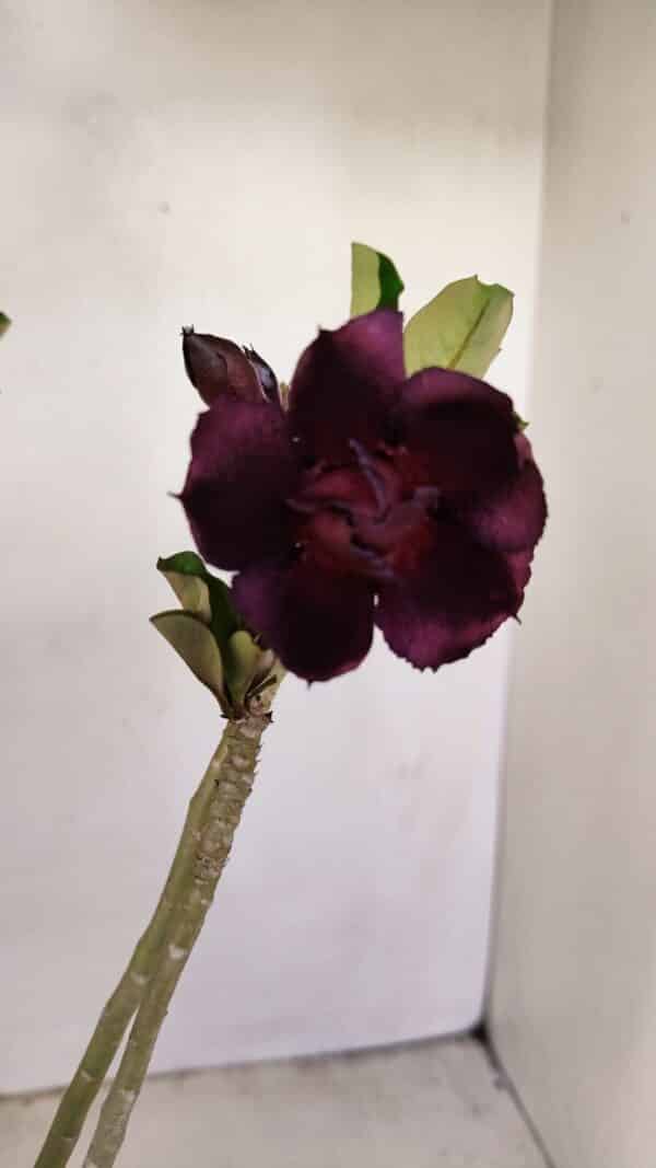 Planta Dobrada 3426 – 35cm – 03 anos - Imagem 1