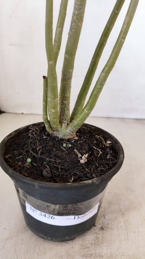 Planta Dobrada 3426 – 35cm – 03 anos - Imagem 7