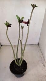 Planta Dobrada 3426 – 35cm – 03 anos - Imagem 6