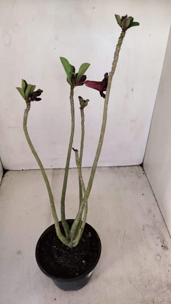 Planta Dobrada 3426 – 35cm – 03 anos - Imagem 6