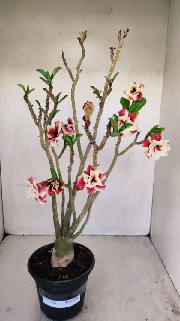 Planta Dobrada 3427 – 35cm – 03 anos - Imagem 1