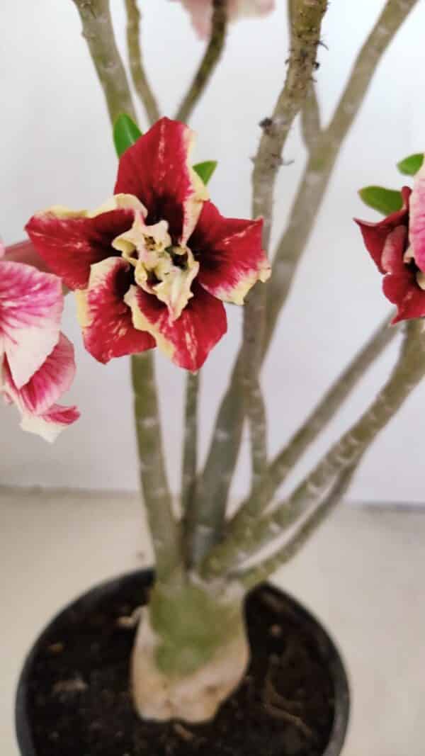 Planta Dobrada 3427 – 35cm – 03 anos - Imagem 3