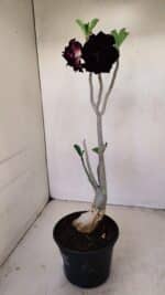 Planta Dobrada 3428 – 35cm – 03 anos - Imagem 6