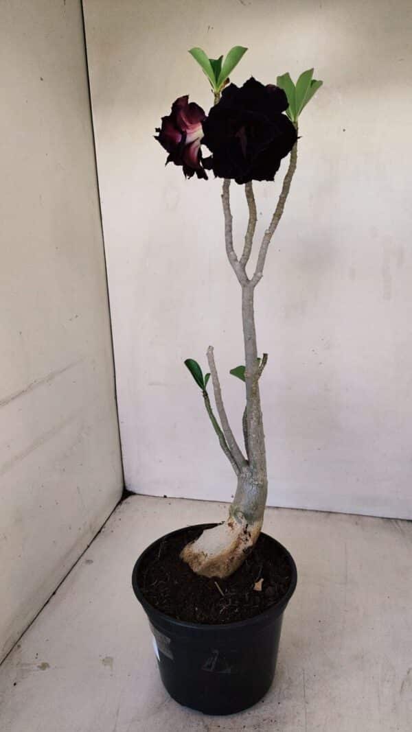 Planta Dobrada 3428 – 35cm – 03 anos - Imagem 6