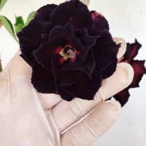 Planta Dobrada 3428 – 35cm – 03 anos