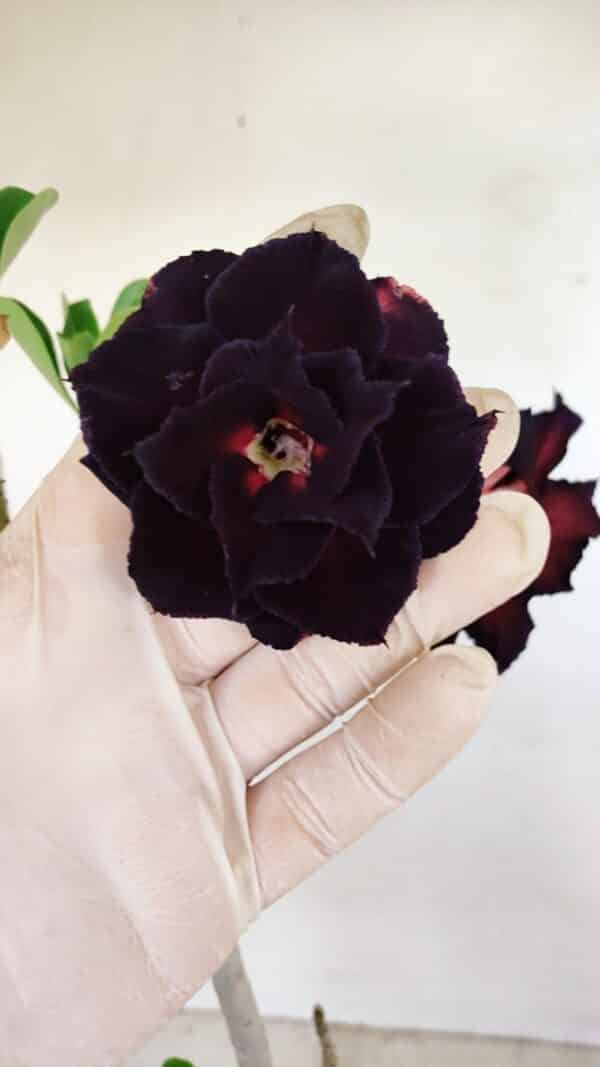 Planta Dobrada 3428 – 35cm – 03 anos - Imagem 1