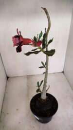 Planta Dobrada 3429 – 35cm – 03 anos - Imagem 5
