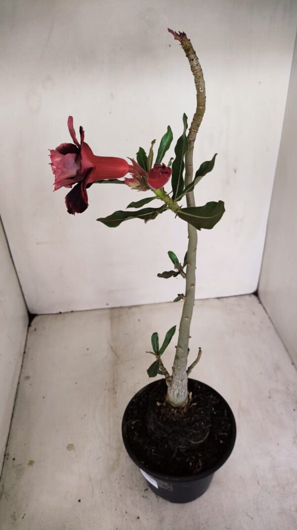 Planta Dobrada 3429 – 35cm – 03 anos - Imagem 5