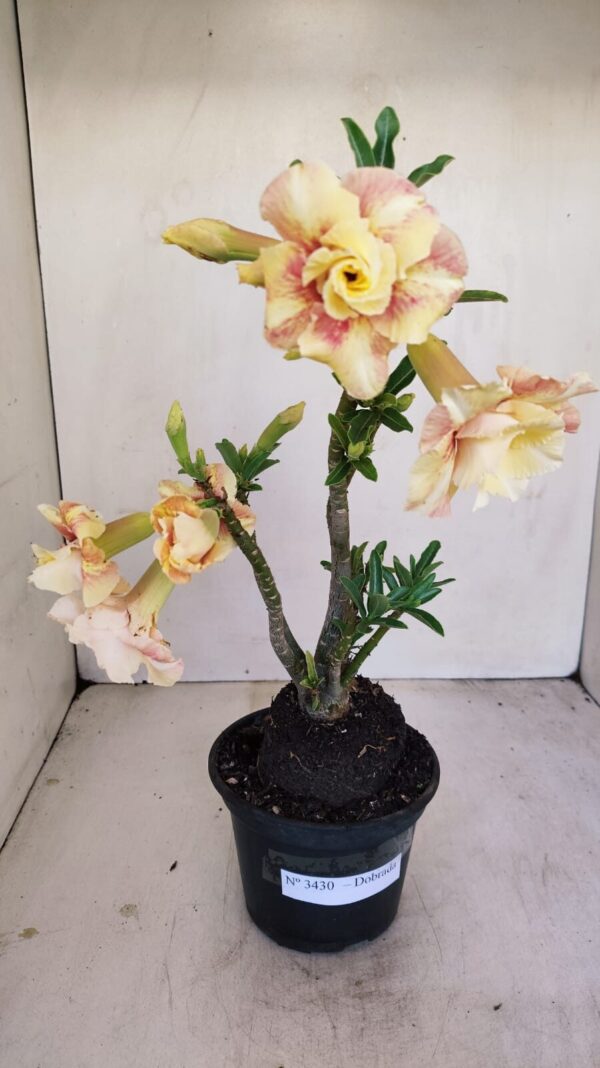 Planta Dobrada 3430 – 35cm – 03 anos - Imagem 1