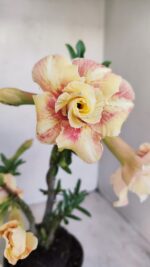 Planta Dobrada 3430 – 35cm – 03 anos - Imagem 3
